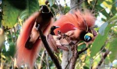 天堂极乐鸟之乡--巴布亚新几内亚风俗习惯
