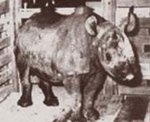 七宗令人难以置信的诡异动物奇闻--圣保罗958年城市参议会的候选人犀牛Cacareco