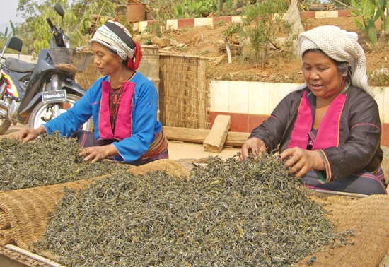 德昂族生活习俗--晾晒茶叶