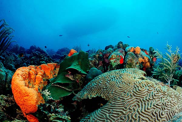 伯利兹必去的六大旅游景点--伯利兹生物礁
