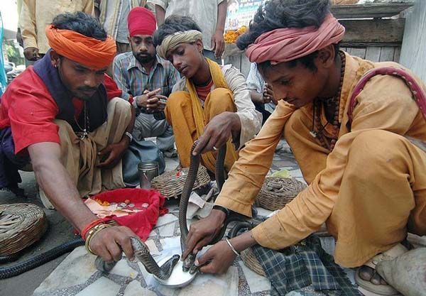 世界各国离奇古怪的宗教仪式--印度蛇洗牛奶浴