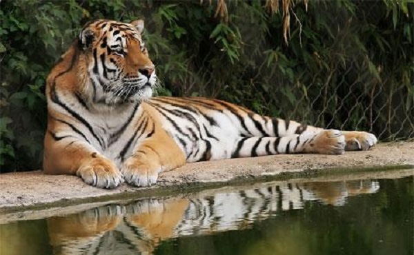 多米尼加旅游指南--圣多明各动物园的老虎