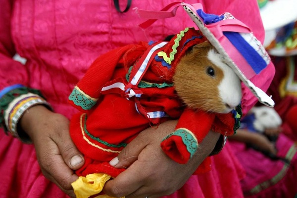 秘鲁瓦乔小镇的《豚鼠节》