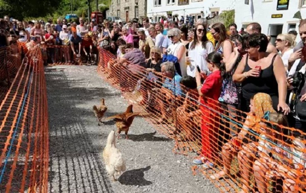 英国奇葩节日活动一览--母鸡赛跑