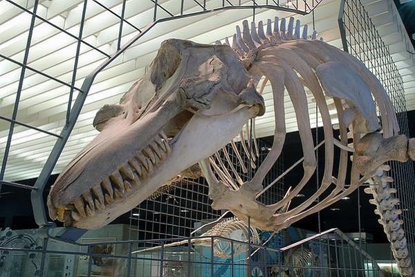 澳大利亚博物馆景点介绍--伊甸虎鲸博物馆