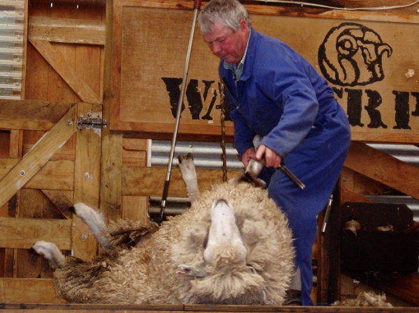 新西兰博物馆合集--新西兰剪羊毛国家博物馆