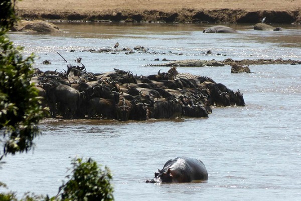 肯尼亚十大旅游景点一览--马拉河将马赛马拉的原野一分为二，它是鳄鱼和河马的家园，也是其它野生动物的生命线，它众多的支流滋润着这片广袤的土地。