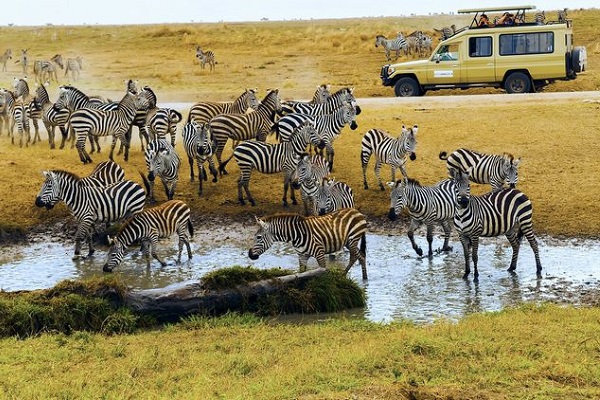 坦桑尼亚十大旅游景点一览--恩戈罗恩戈罗自然保护区,1979年被列入世界遗产名录。恩戈罗恩戈罗火山口内的动物，从最小的"迪克迪克"羚羊到犀牛、狮子、大象，种类繁多，数量惊人，火山口也因此名扬天下。