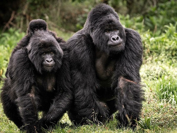 ​乌干达十大旅游景点一览--姆加新加大猩猩国家公园​
